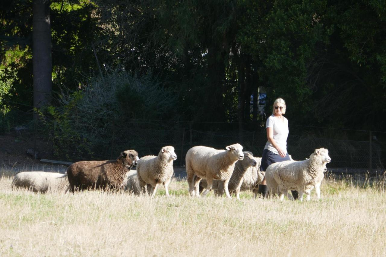 Karetu Downs Farm Stay Hawarden Exteriér fotografie