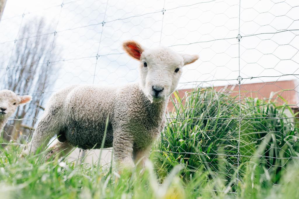 Karetu Downs Farm Stay Hawarden Exteriér fotografie